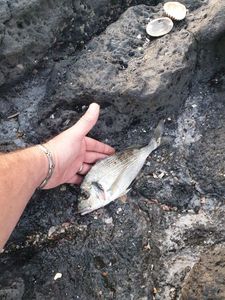 Gilthead Seabream
