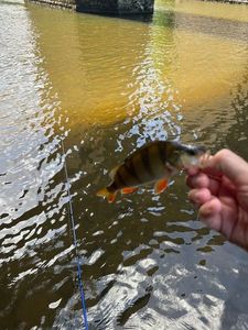 European Perch