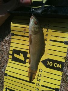 Tench
