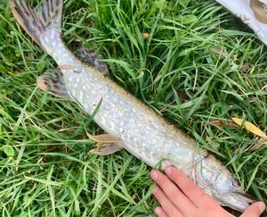 Northern Pike
