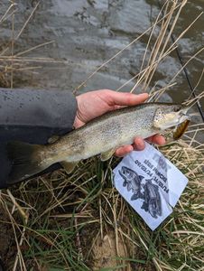 Brown Trout
