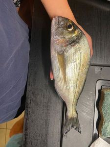 Gilthead Seabream