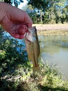 Largemouth Bass