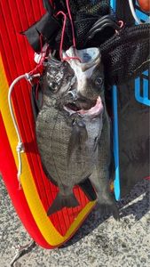 White Seabream