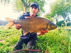 Common Bream