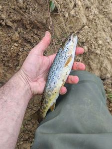 Brown Trout