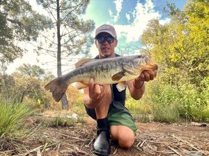 Largemouth Bass
