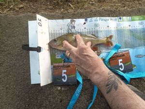 European Perch