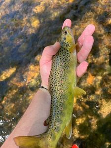 Brown Trout
