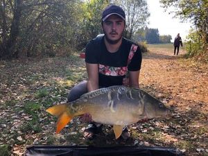 Mirror Carp
