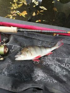European Perch