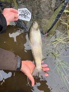 Brown Trout