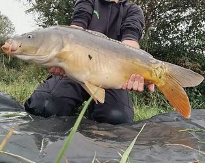 Mirror Carp