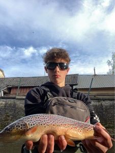 Brown Trout