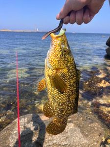 Ballan Wrasse