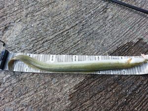 European Eel (Common Eel)