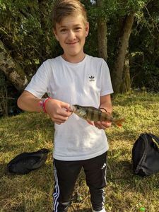 European Perch