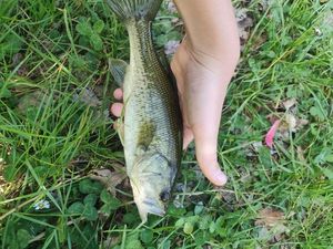 Largemouth Bass