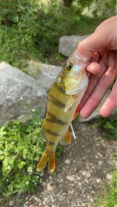 European Perch