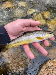 Brown Trout