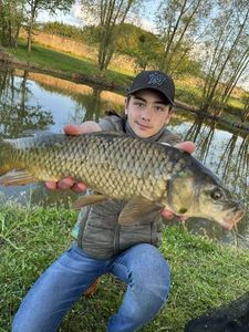 Common Carp