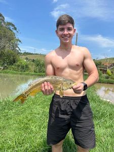 Mirror Carp