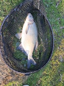 Common Bream