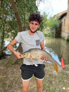 Common Carp