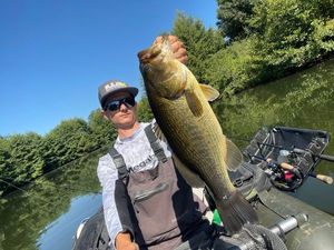 Largemouth Bass