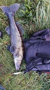 Zander