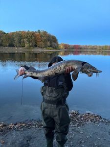 Sturgeon