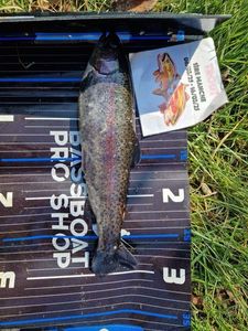 Rainbow Trout