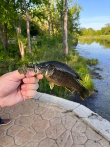 Green Sunfish