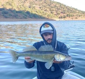 Zander