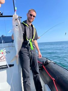 Atlantic Horse Mackerel