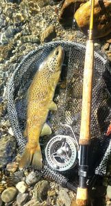 Brown Trout