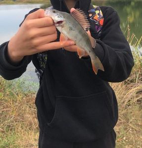 European Perch