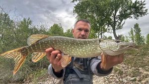 Northern Pike
