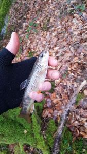 Brown Trout