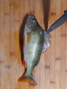 European Perch