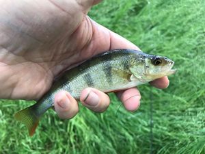 European Perch