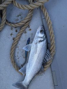 European Bass (Seabass)