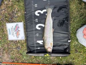 Rainbow Trout