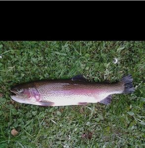 Rainbow Trout