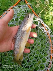 Brown Trout