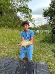 Common Carp