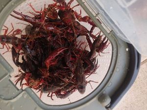 Red Swamp Crayfish