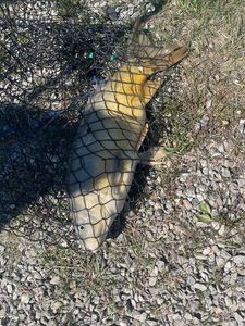 Crucian Carp