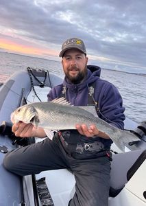 European Bass (Seabass)
