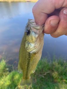 Largemouth Bass